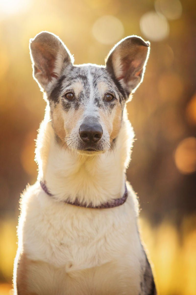 Hundefotografie Flat Coated Retriever Portrait in einer Sommerwiese im Gegenlicht