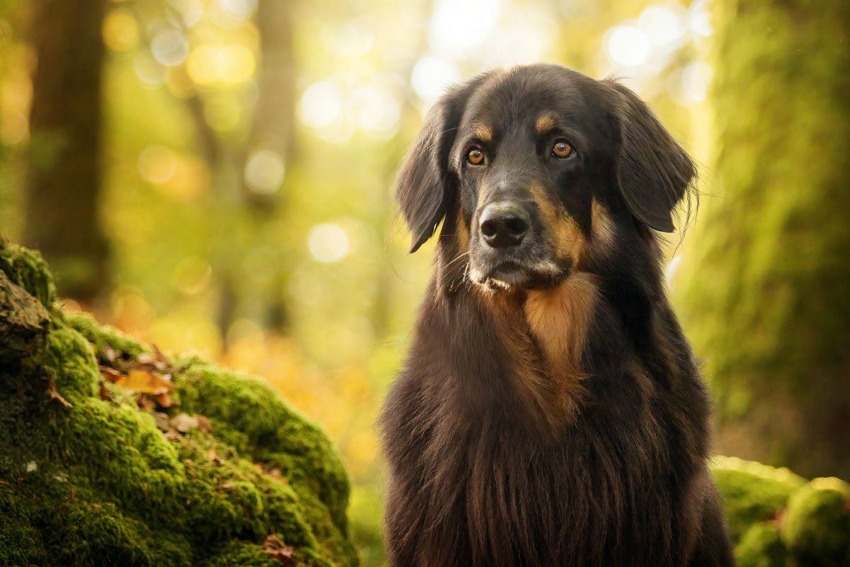 Hundefotografie brauner Bearded Collie im Portrait
