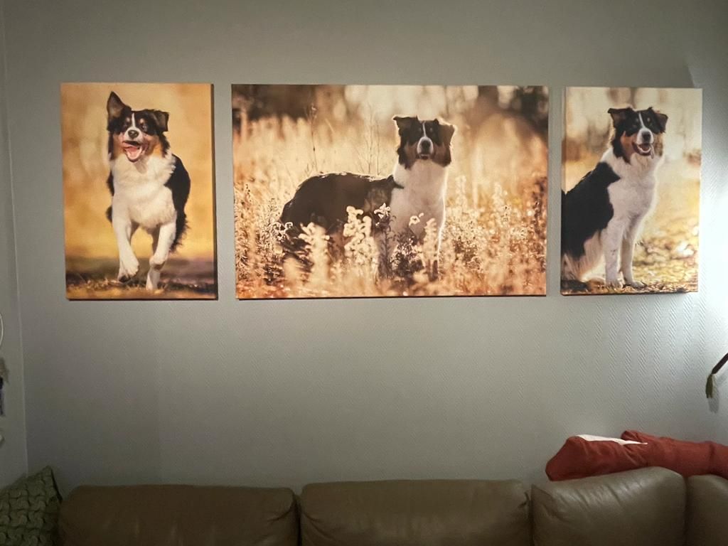 Ablauf Fotoshooting Beispiel für Bildauswahl als Ergebnis an der Wand