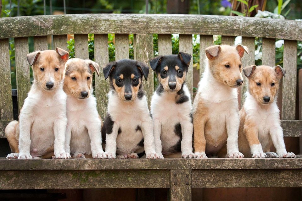 Welpenbilder Gruppenbild eines Kurzhaarcolliewurfs in sable und tricolour mit sechs Wochen