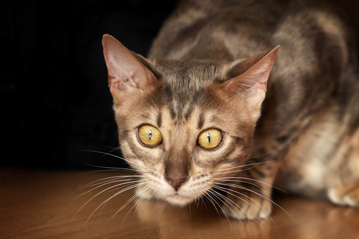Katzenfotografie Trier Bengalkatze schleicht sich an