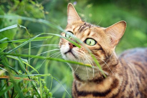 Katzenfotografie Trier Bengal-Katze schnuppert an Grashalm