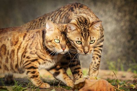 Katzenfotografie Trier Bengal-Katze und Kater schmusen
