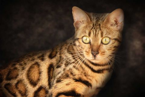 Katzenfotografie Trier Bengal-Katze vor dunkelbraunem Hintergrund Fine-Art Portrait