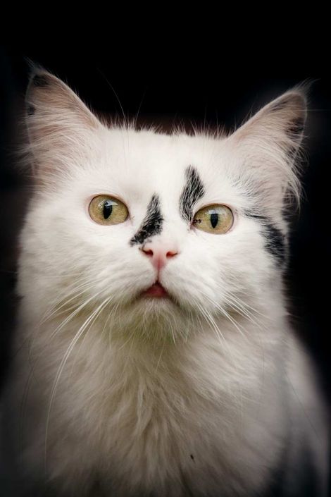 Katzenfotografie Trier Portrait weiße Langhaarkatze vor schwarzem Hintergrund