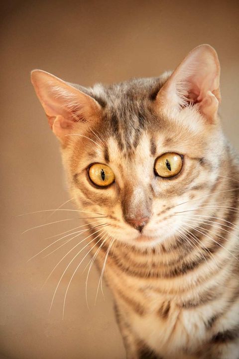 Katzenfotografie Trier Bengal-Katze Portrait vor cremefarbenem Hintergrund