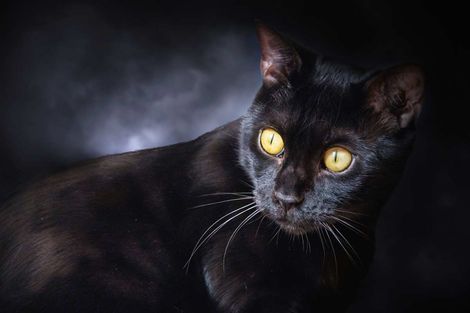 Katzenfotografie Trier schwarze Bengal-Katze Fine Art Portrait