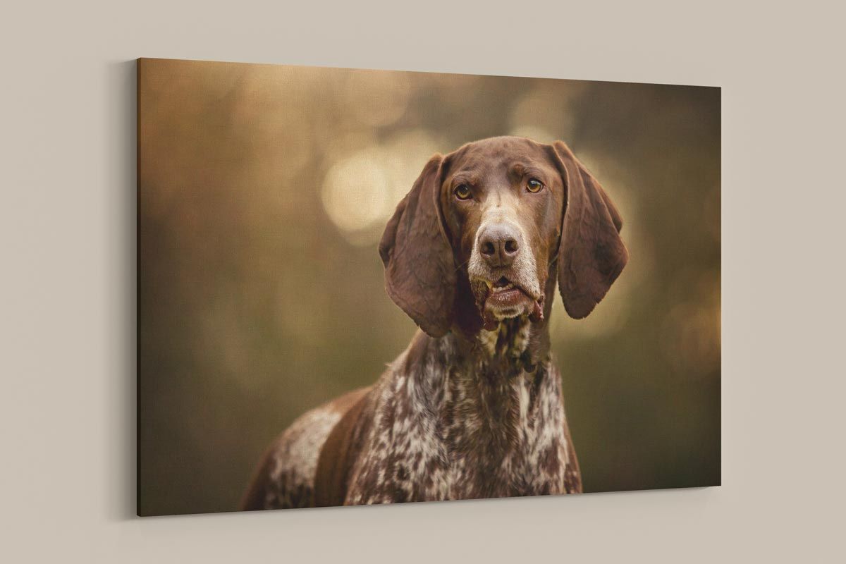Fotoshooting Hund Wandbild Leinwand spielende Kurzhaarcollies im Schnee