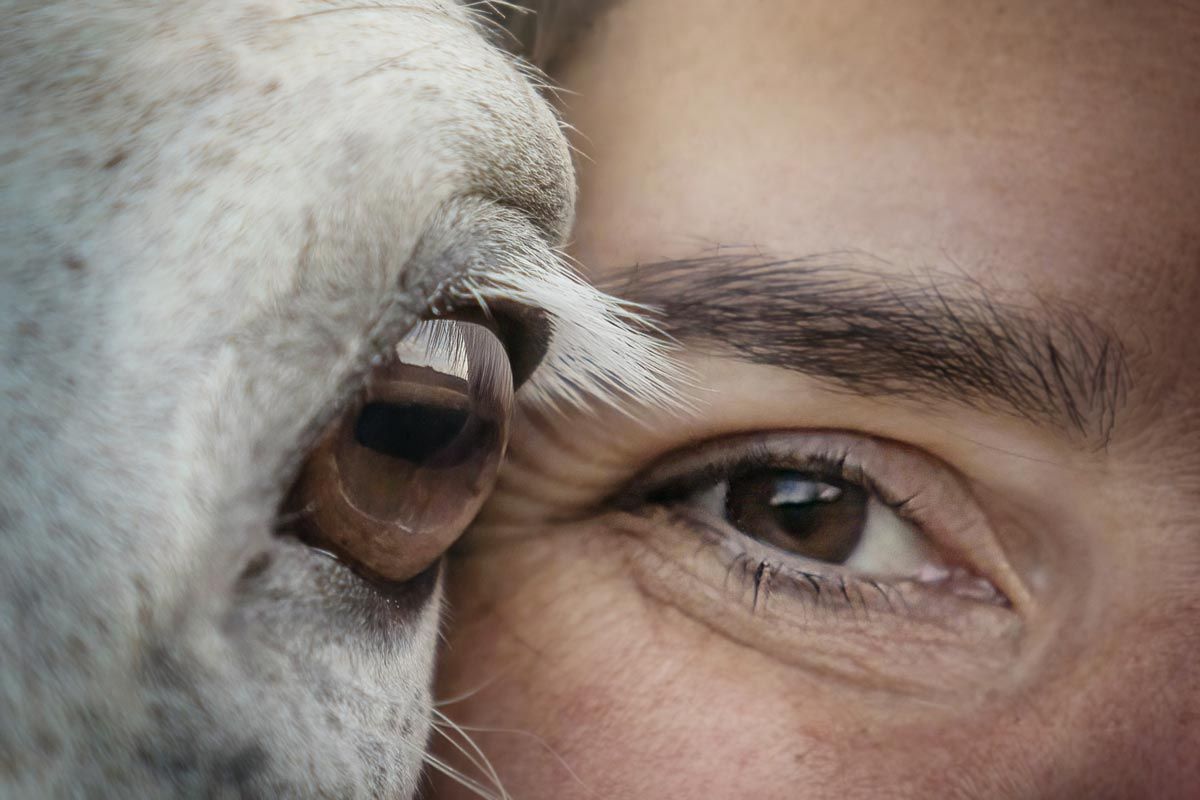 LL Photography Mensch und Tier: Detailfoto eines Pferdeauges neben dem Auge einer Frau
