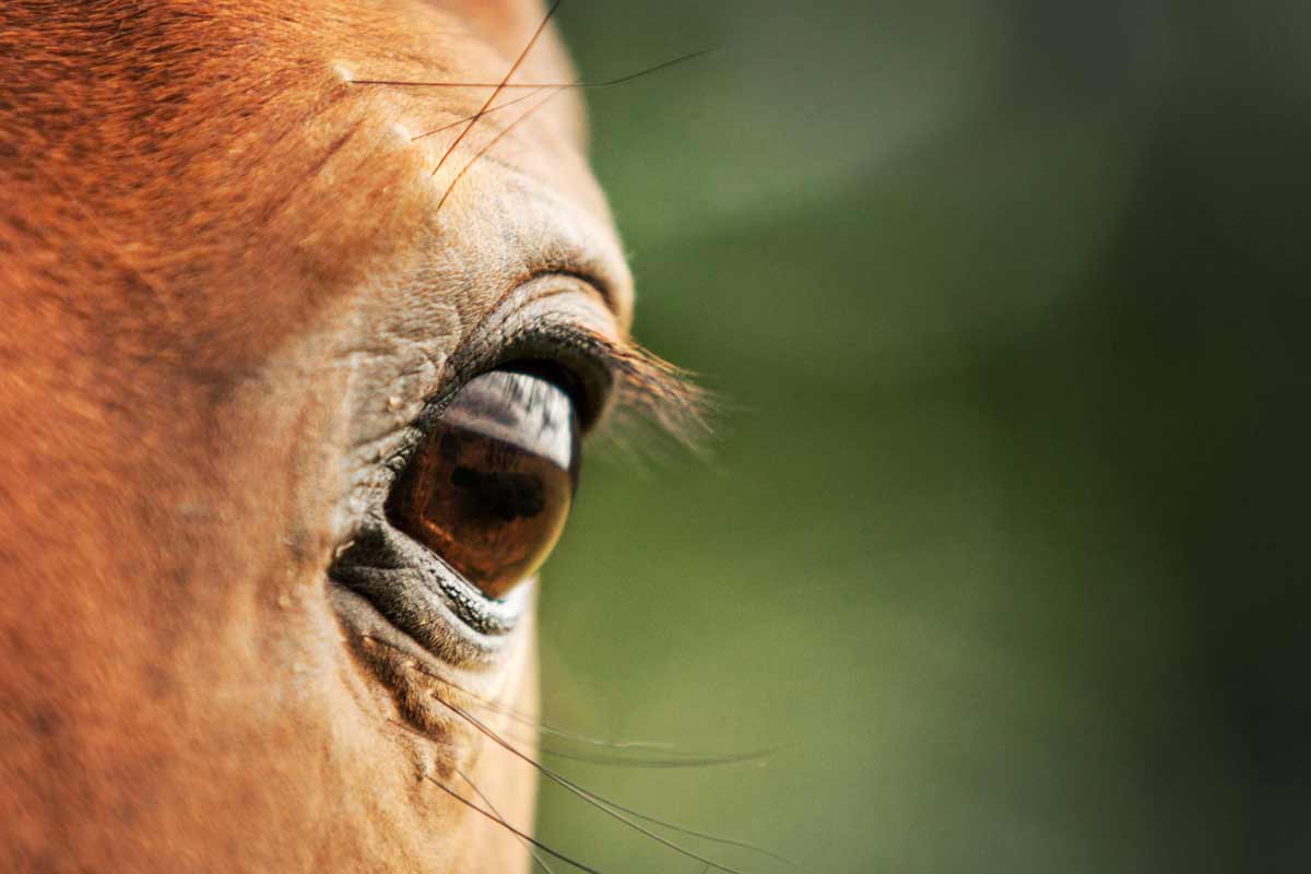 Pferdefotografie Trier Augendetail eines Pferdes