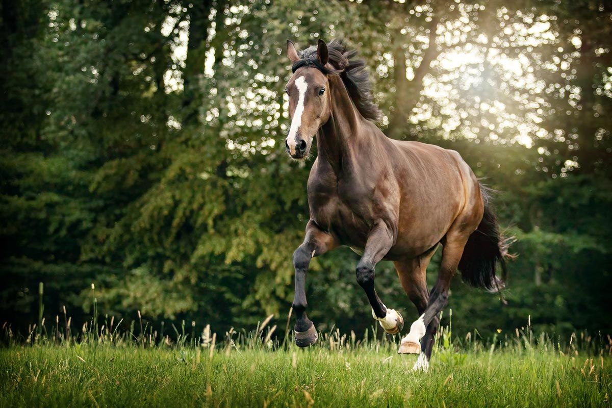 Pferdefotografie Trier Warmblut Brauner im Galopp auf einer Sommerwiese