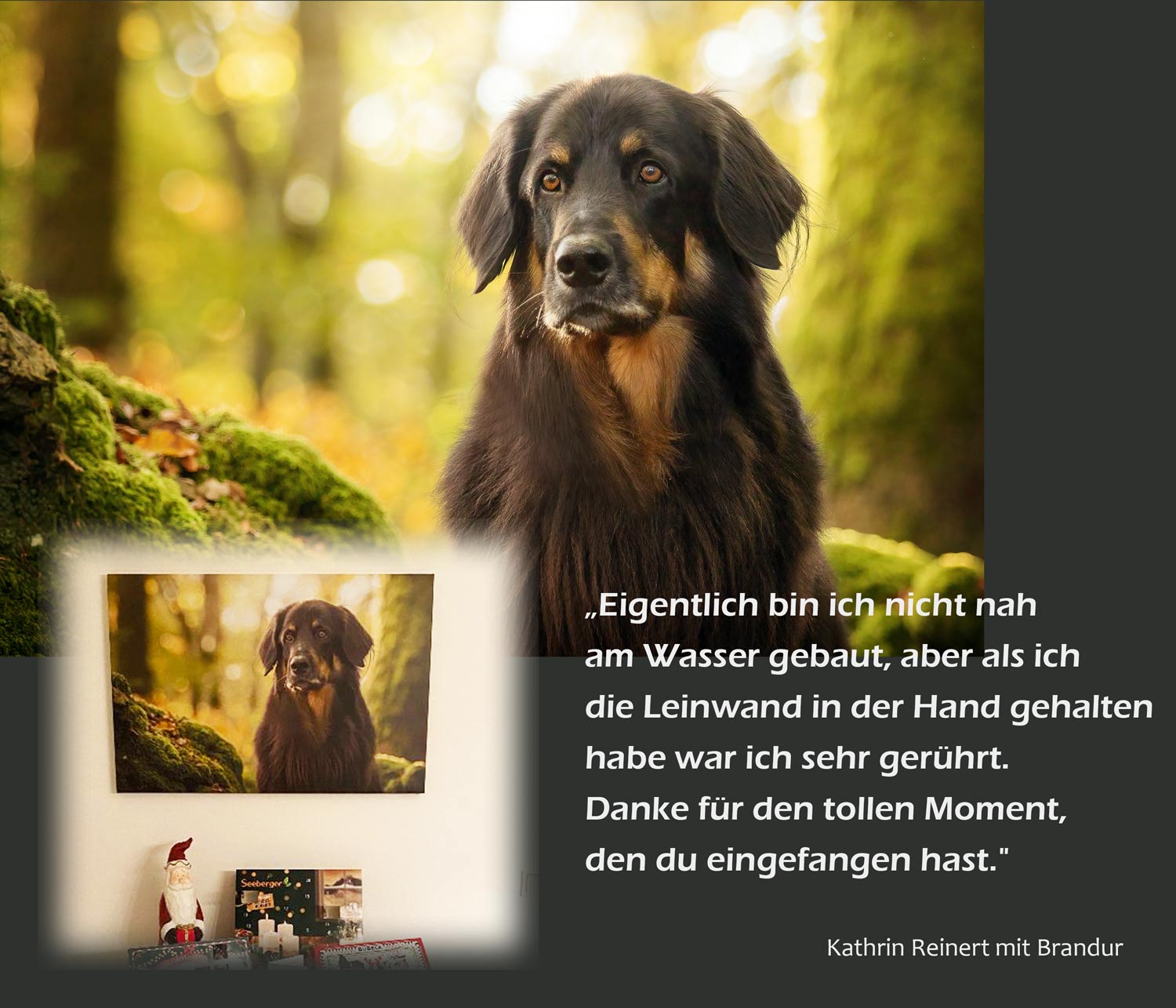 Tierfotoshooting Portrait und Wandbild Hovawart im Wald Kundenstimme