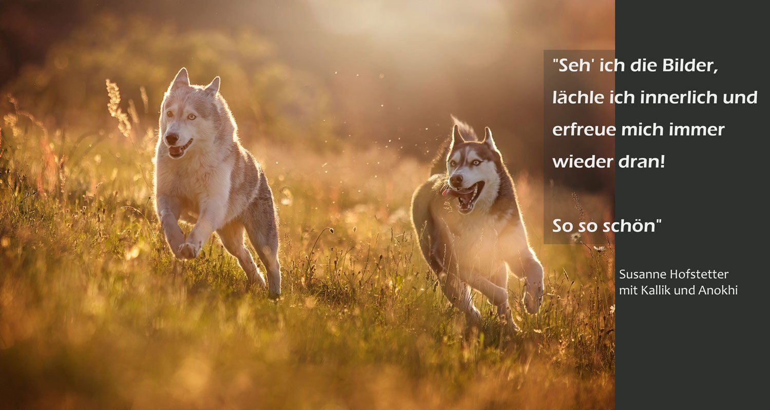 Tierfotoshooting spielende Huskies im Abendlicht Kundenstimme