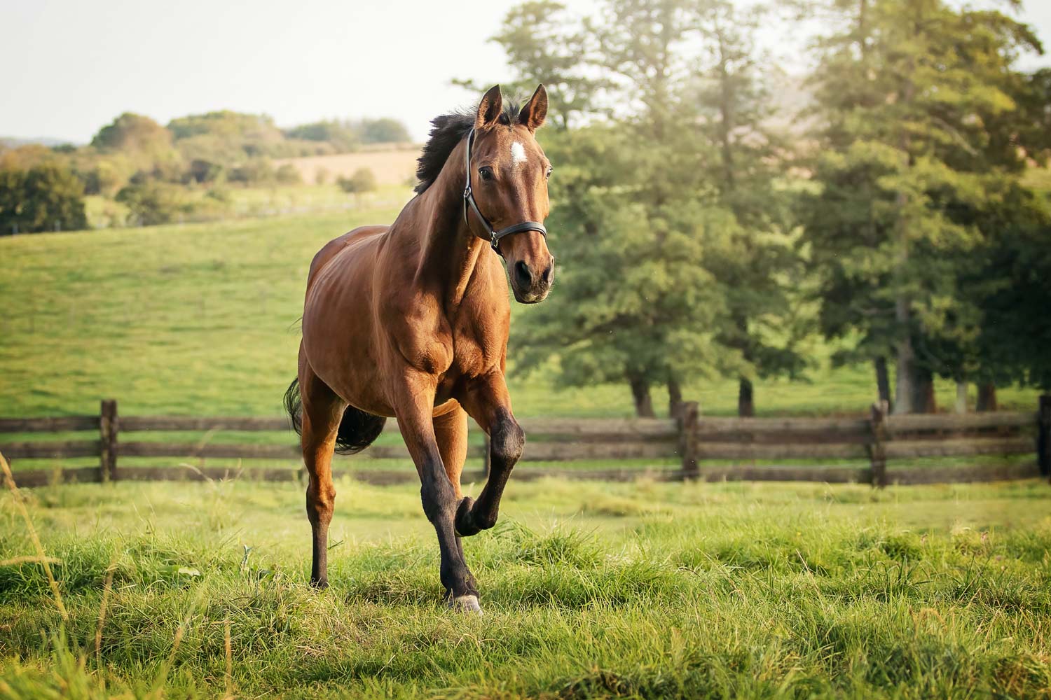 Tierfotoshooting Pferd Warmblut Brauner galoppiert über Wiese nach Bildbearbeitung