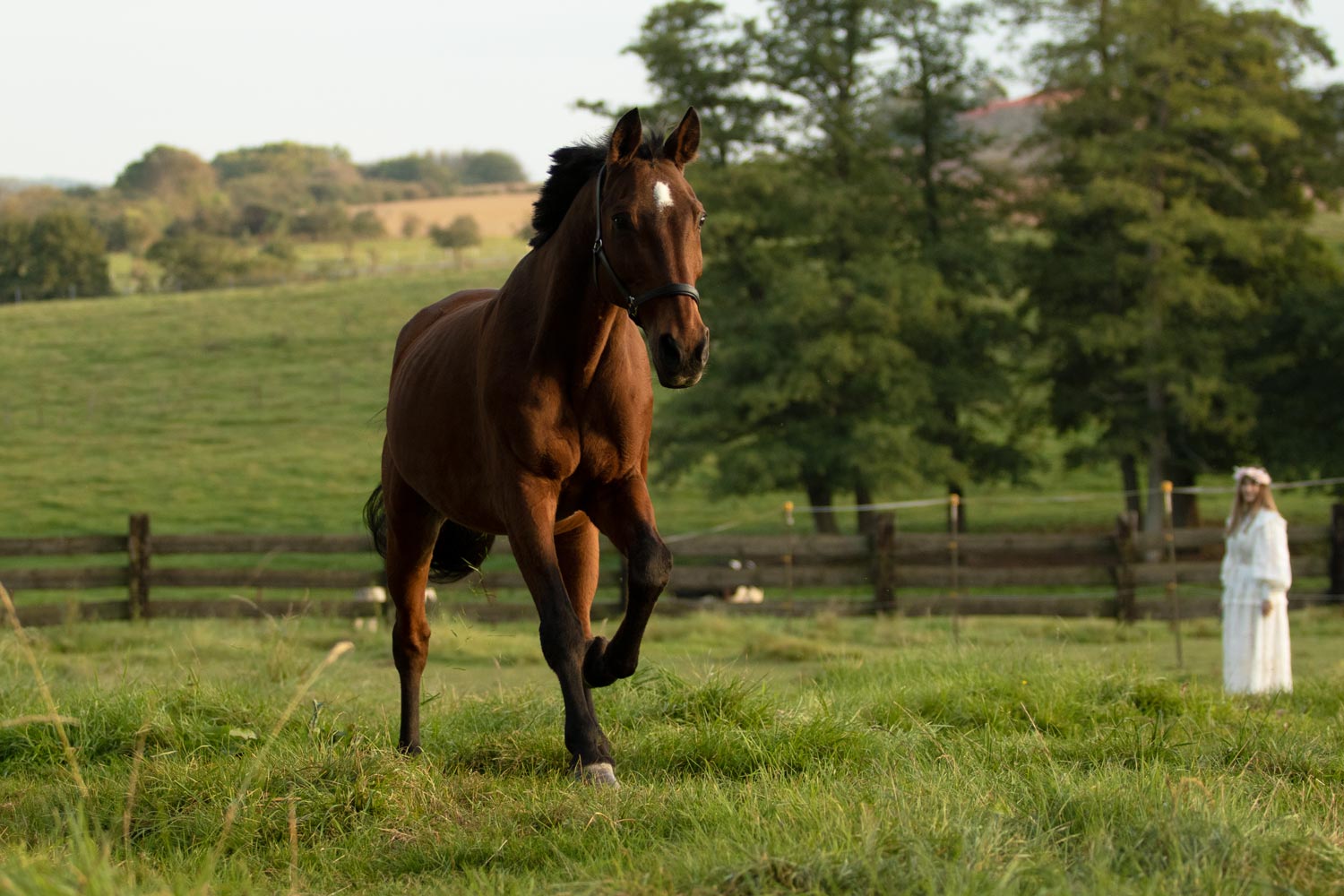 Tierfotoshooting Pferd Warmblut Brauner galoppiert über Wiese vor Bildbearbeitung