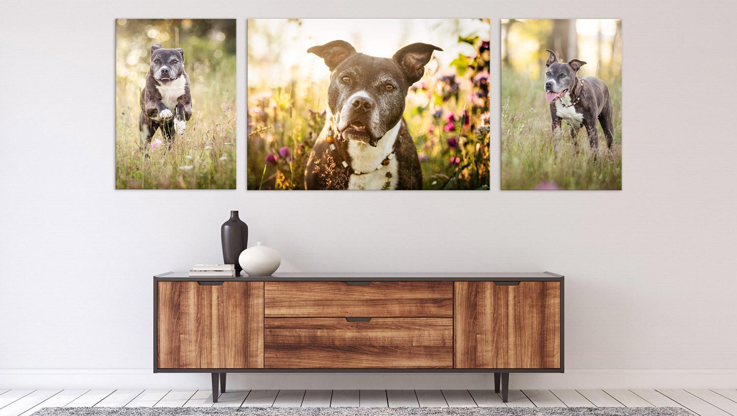 Tierfotoshooting Wandbilder im Großformat Anerican Staffordshire Terrier im Morgenlicht