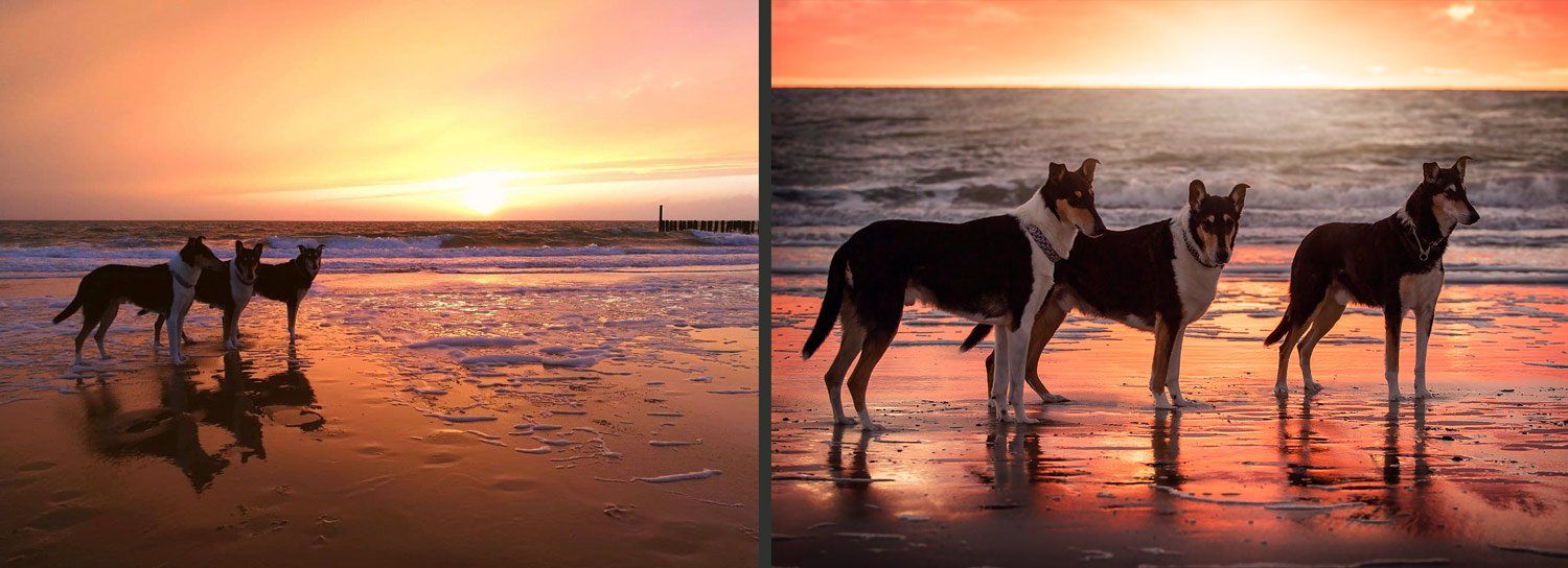 Tierfotoshooting Vergleich handyfoto und Profifoto Kurzhaarcollies am Strand im Sonnenuntergang
