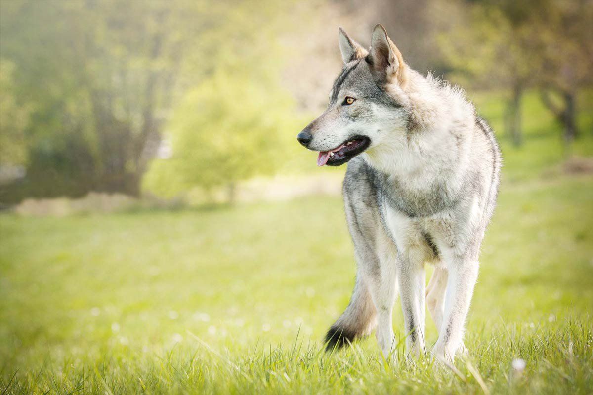 Tierfotografie Trier Amerikanischer Wolfhund auf Frühlingswiese