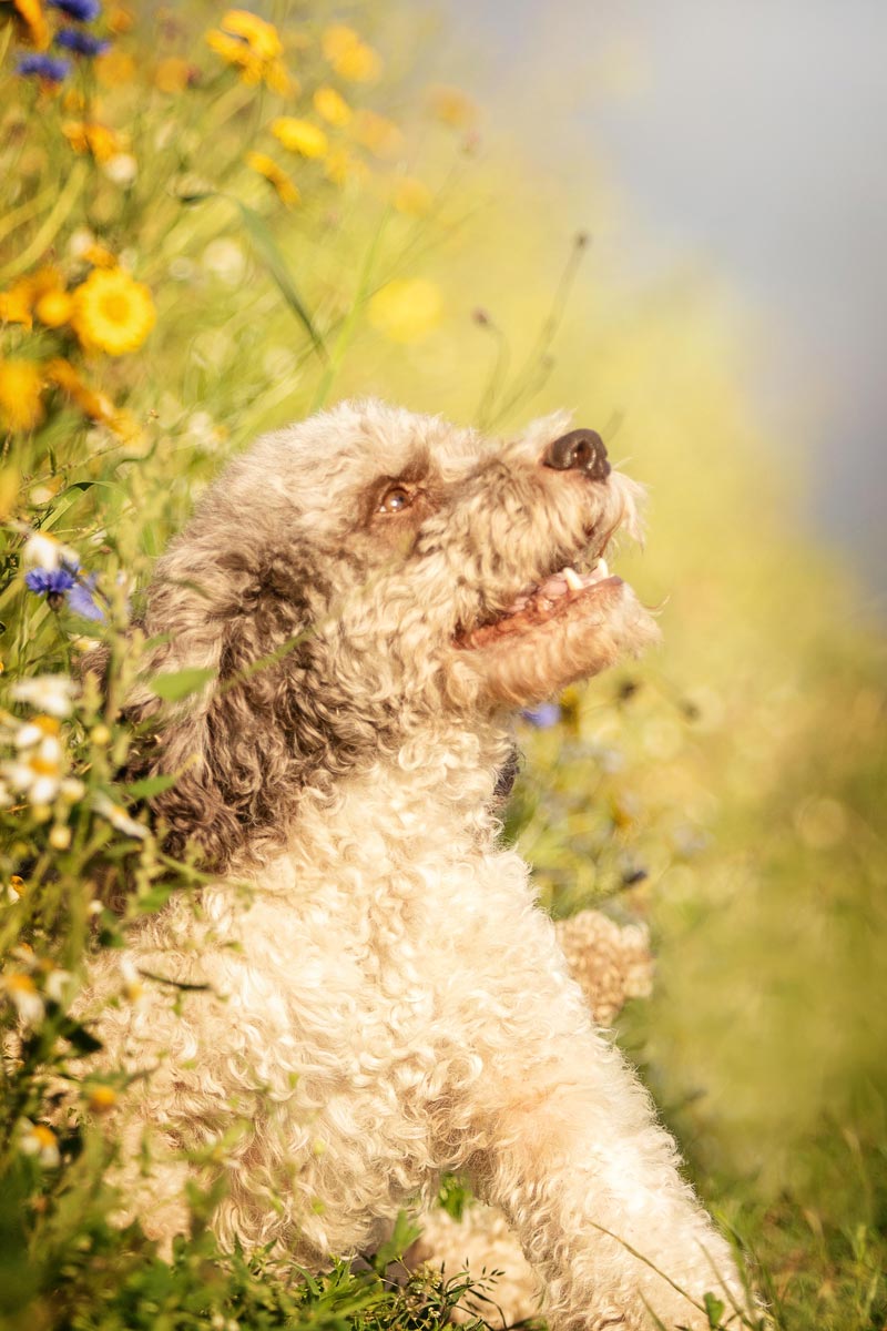 Tierfotografie Saarland Lagotto Romagnolo sitzend in Blumenwiese