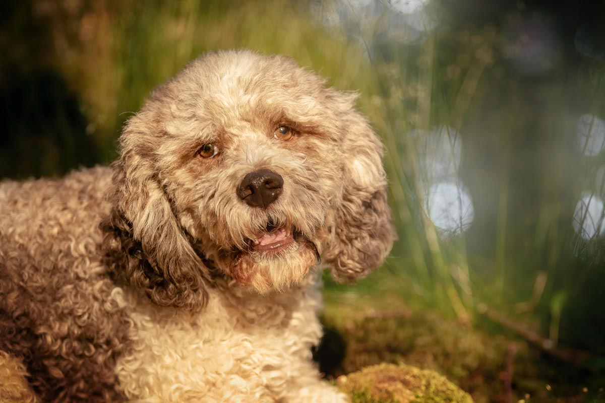 Tierfotografie Saarland Lagotto Romagnolo Portrait im Wald