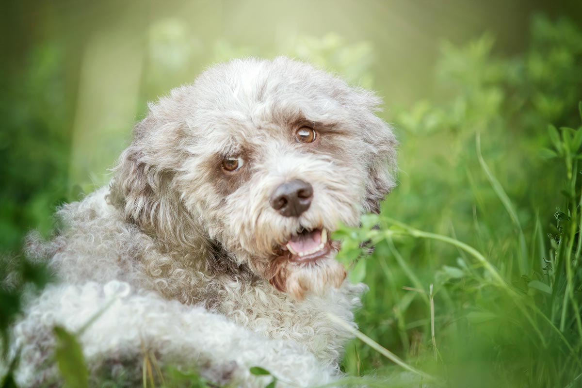 Tierfotografie Saarland Lagotto Romagnolo Portrait in Wiese