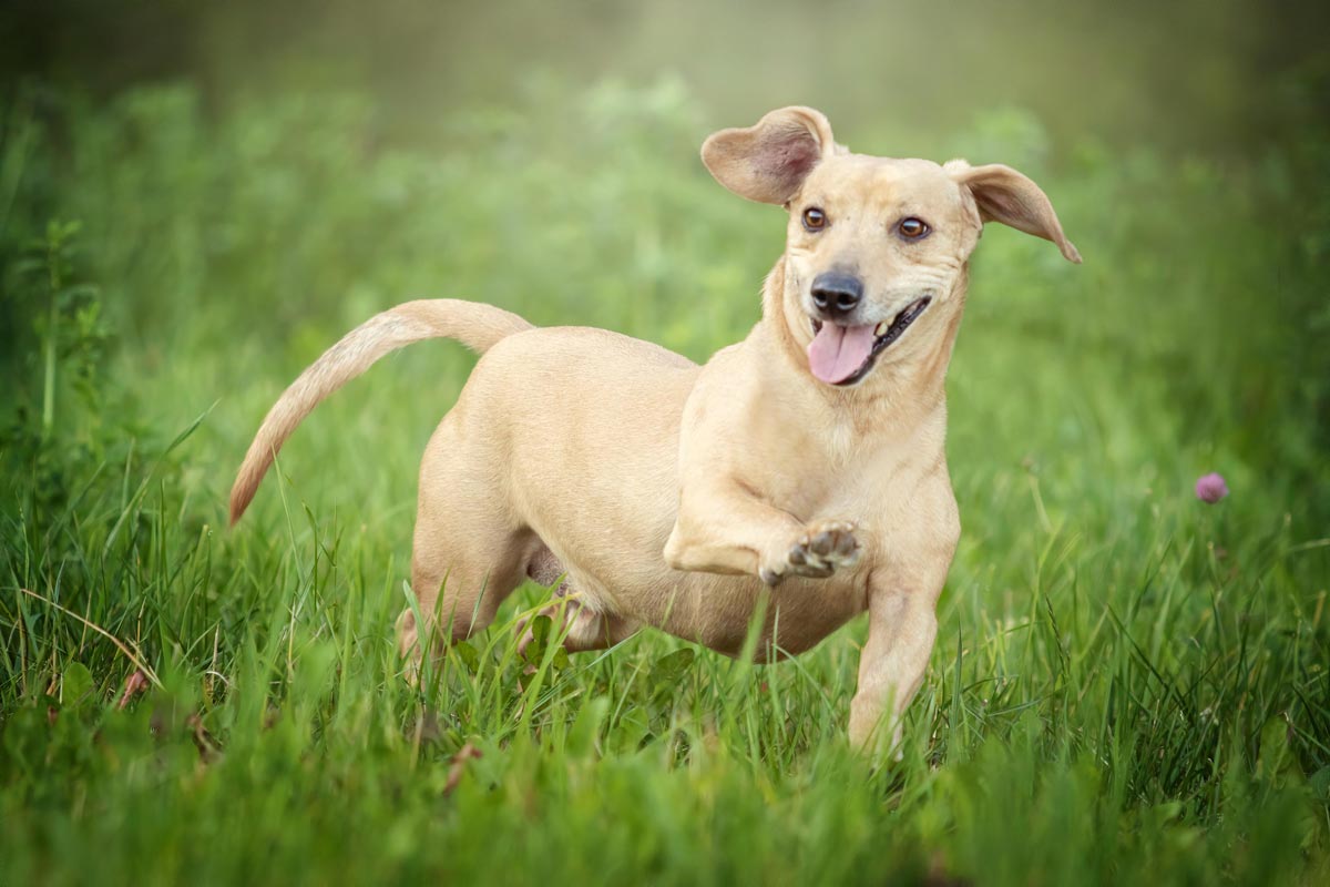 Tierfotografie Saarland Dackelmix rennt fröhlich über Wiese