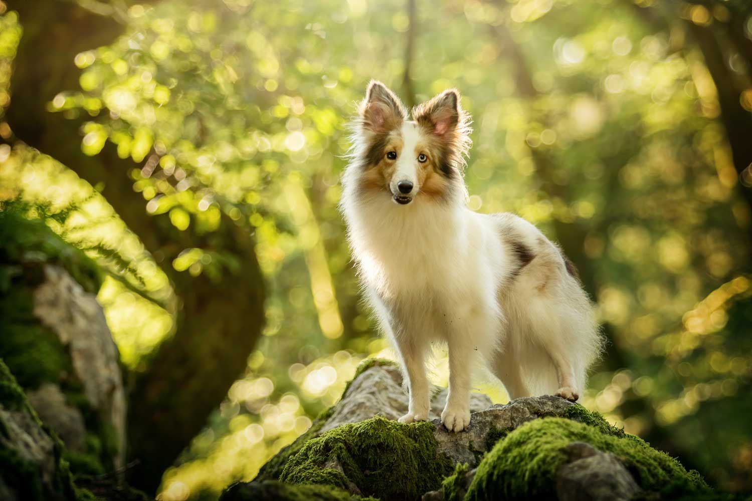Tierfotografie Trier Luxemburg Saarland Portrait eines Hovawarts im herbstlichen Wald im Morgenlicht