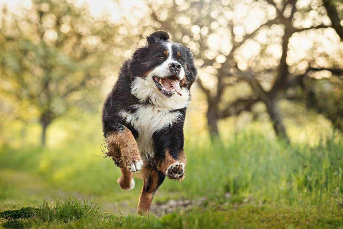Tierfotografie Trier Luxemburg Saarland Portrait Berner Sennenhund im Lauf