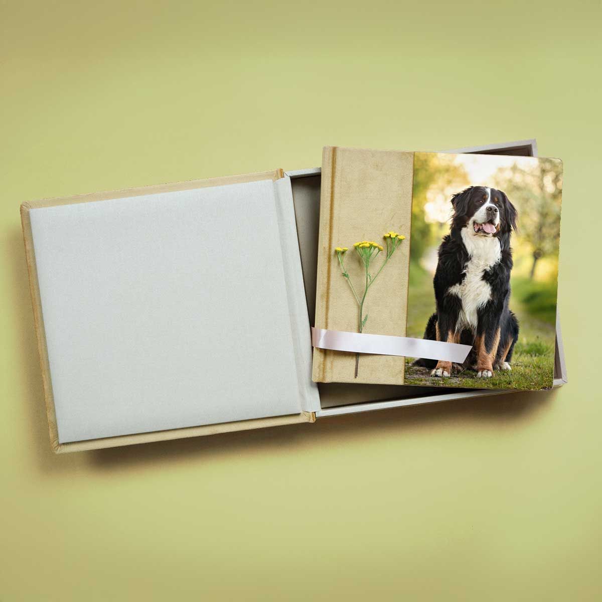 Tierfotografie Trier Luxemburg Saarland Fotoalbum mit Portrait eines Berner Sennenhundes