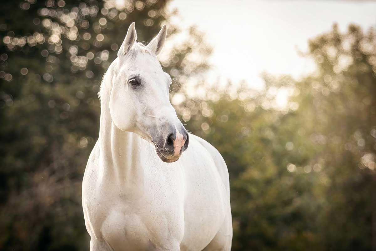 Tierfotografie Trier Luxemburg Portrait eines Schimmels im sanften Abendlicht bearbeitetes Bild