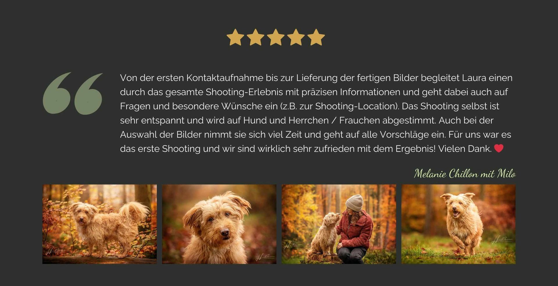 Tierfotografie Trier Luxemburg Kundenstimme 1 - rotbrauner Mischlingshund im Herbstwald