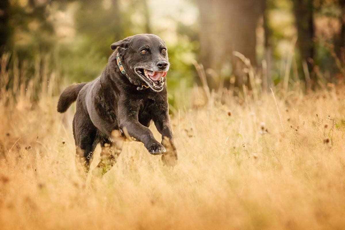 rennender schwarzer Labrador