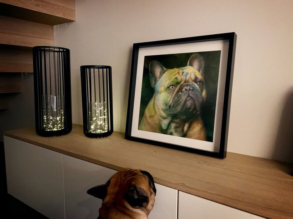 Französische Bulldogge Portrait im Rahmen