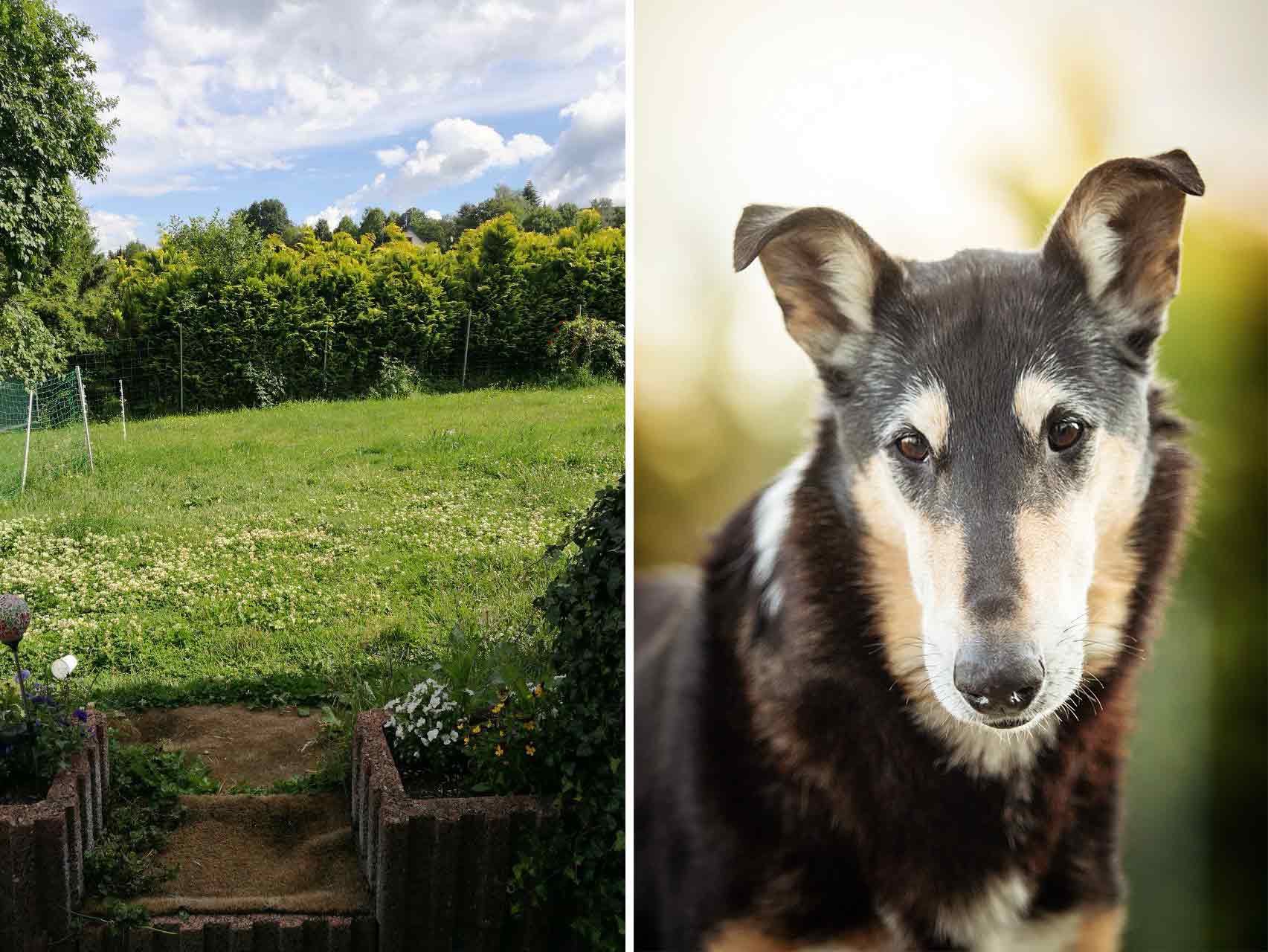 Tipps für bessere Fotos Location im Garten und Hundeportrait als Ergebnis