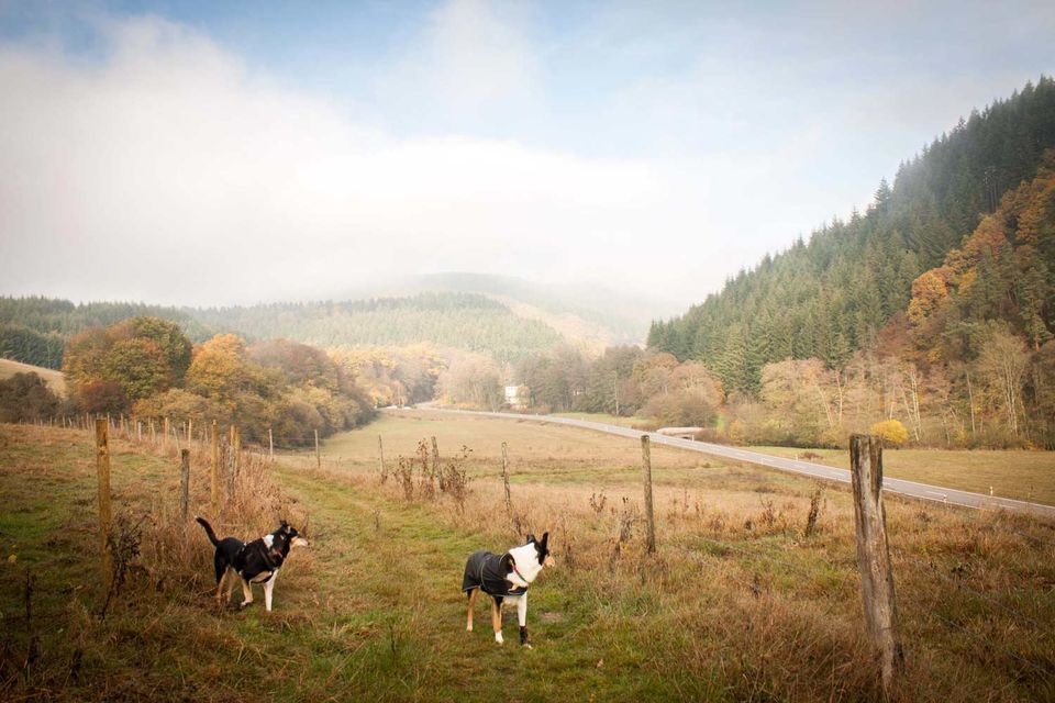 Hunde Ideen Herbst wandern mit Hunden Traumschleife