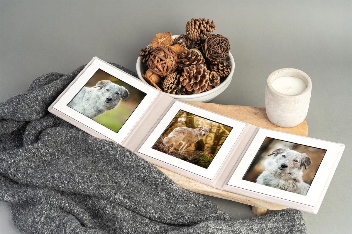 Fotoshooting Hund Produkte Bild im Rahmen