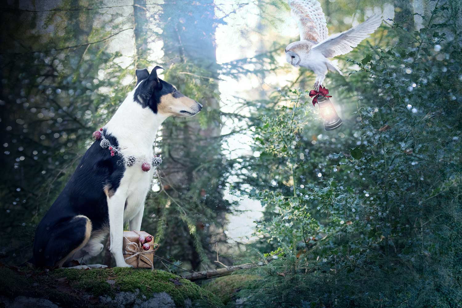 Leinwand mit Kurzhaarcollies im Schnee Holi Shooting