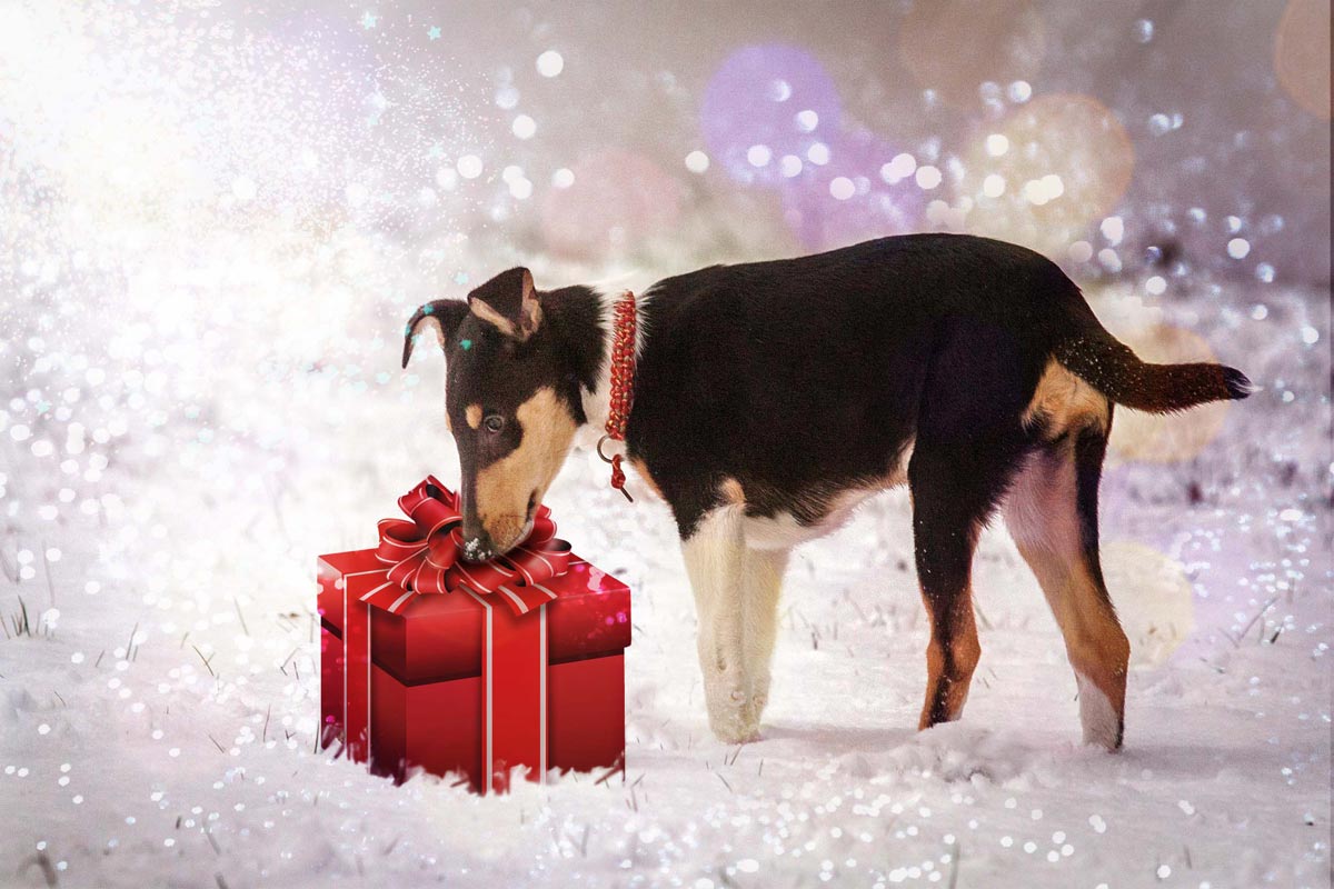 Kurzhaarcollie Welpe mit Geschenk im Schnee