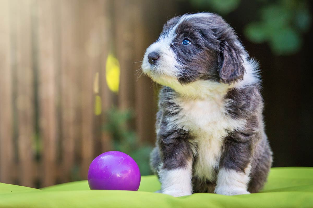 Welpen Fotoshooting Bearded Collie mit lila Ball