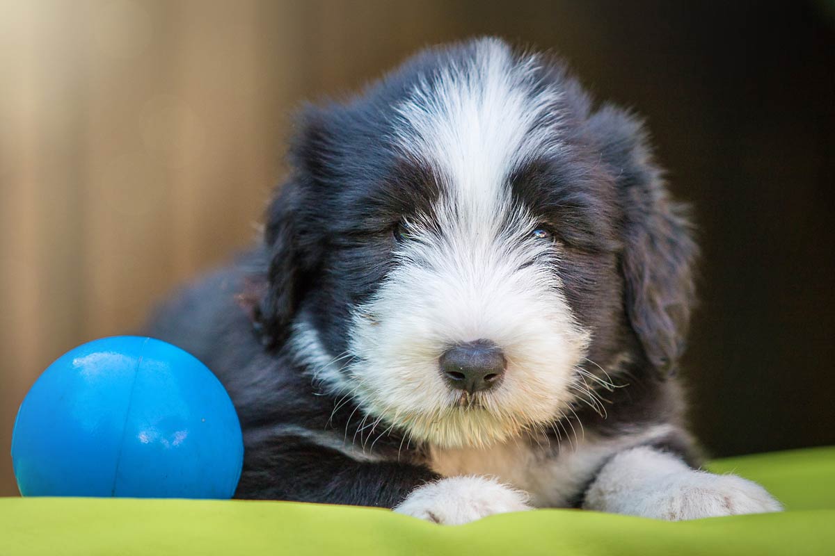Welpen Fotoshooting Bearded Collie mit blauem Ball