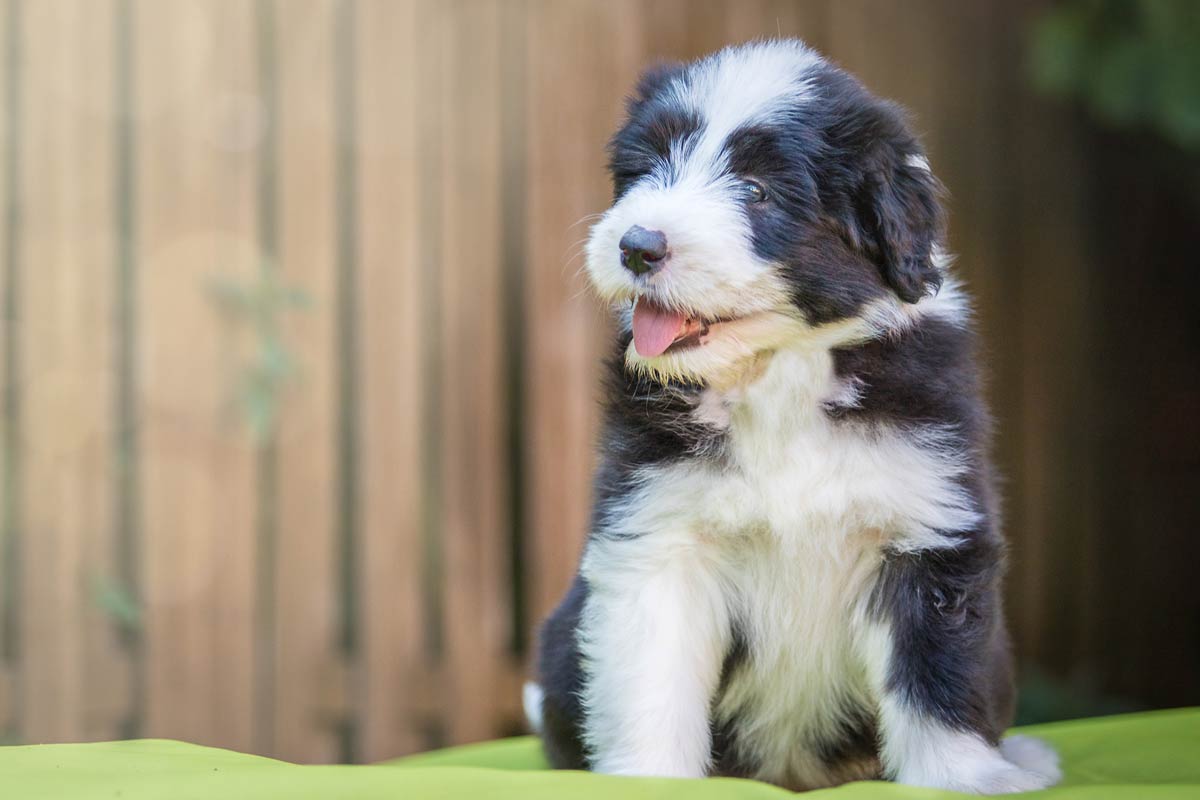 Welpen Fotoshooting sitzender Bearded Collie