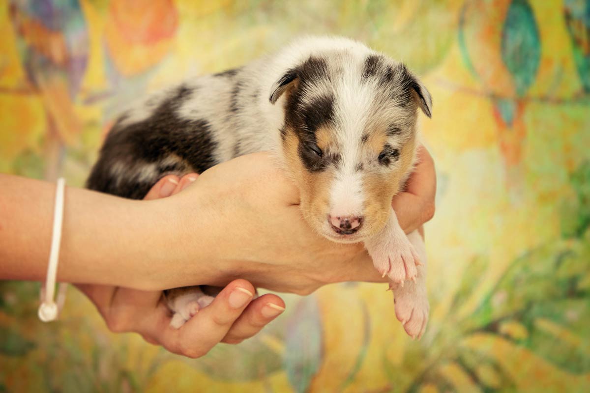 Welpen Fotoshooting Kurzhaarcollie blue merle zwei Wochen alt