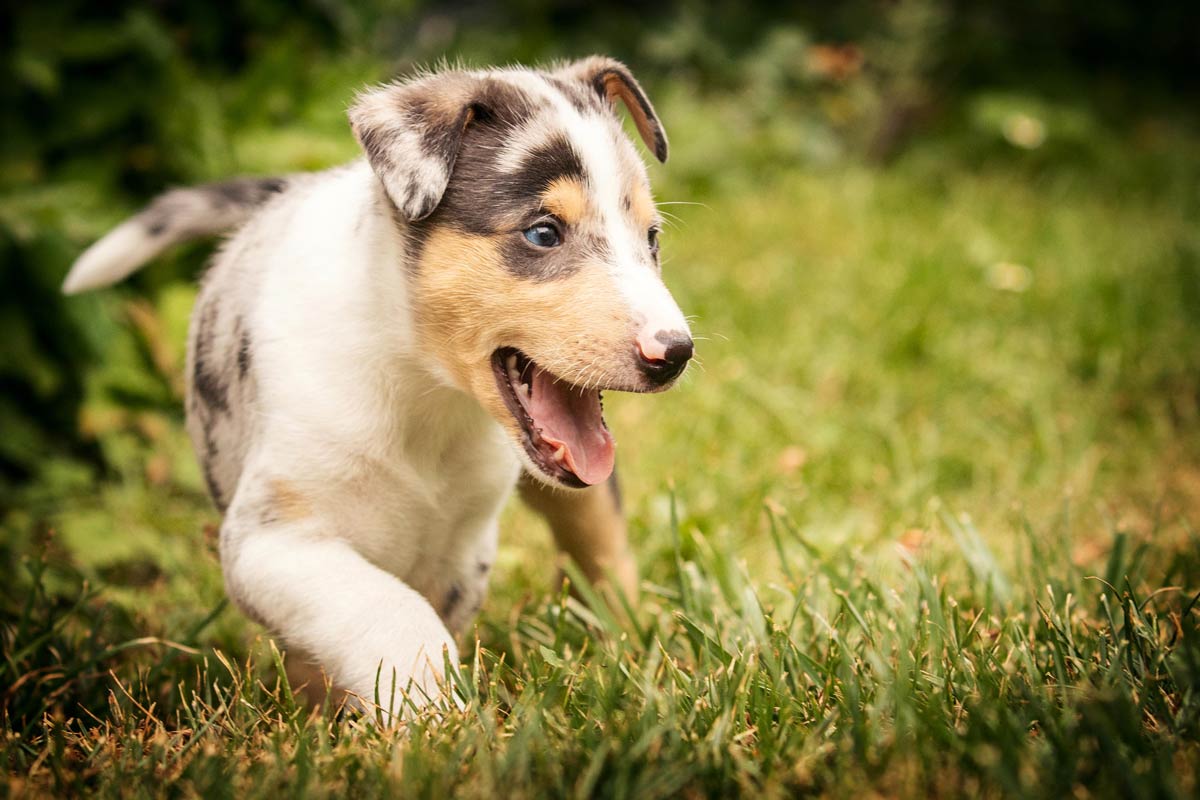 Welpen Fotoshooting Kurzhaarcollie blue merle fünf Wochen alt