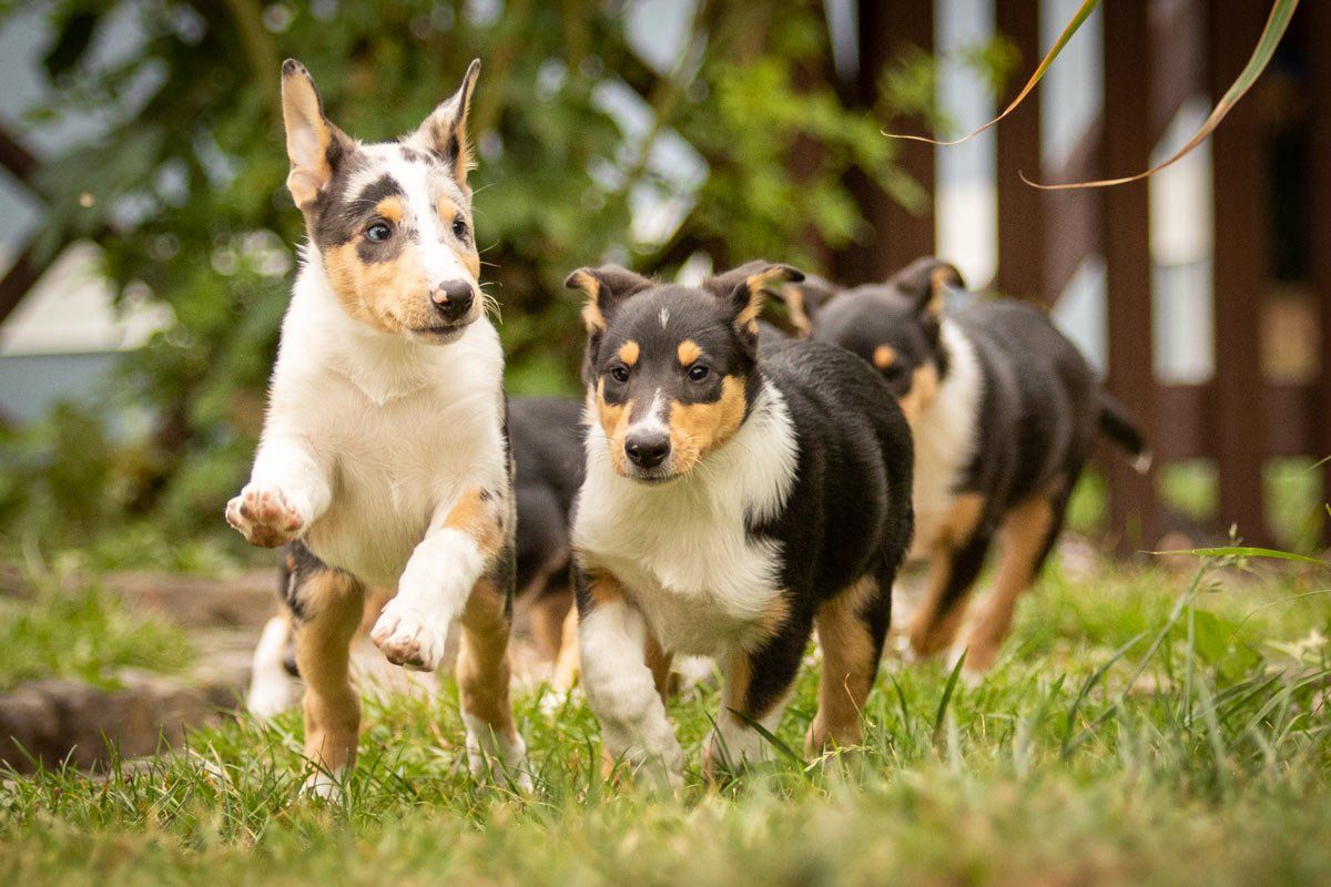 Welpen Fotoshooting spielende Kurzhaarcollie-Welpen