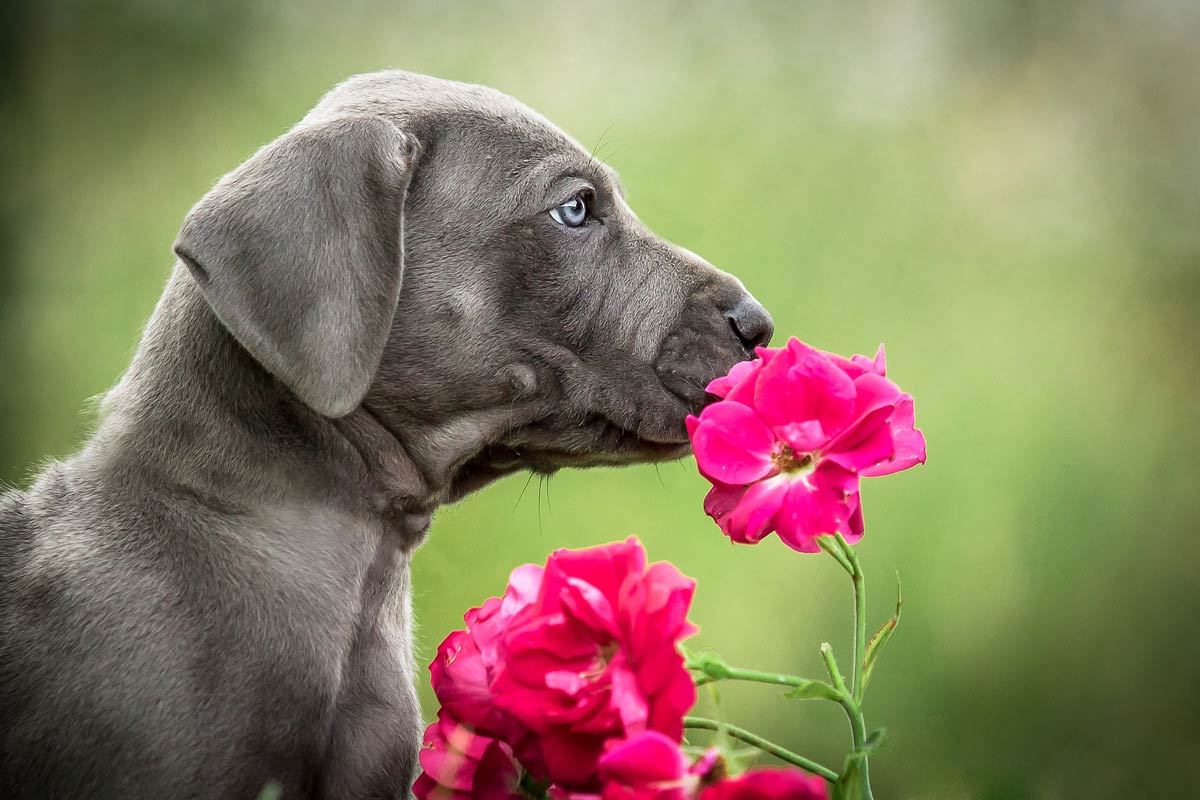 Welpen Fotoshooting Deutsche Dogge blau schnuppert an roten Rosen