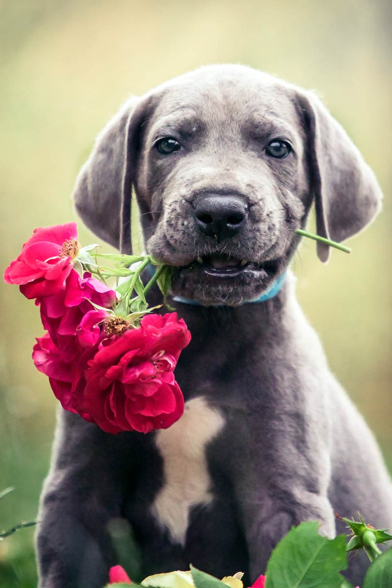 Welpen Fotoshooting Deutsche Dogge blau hält Rosen fest