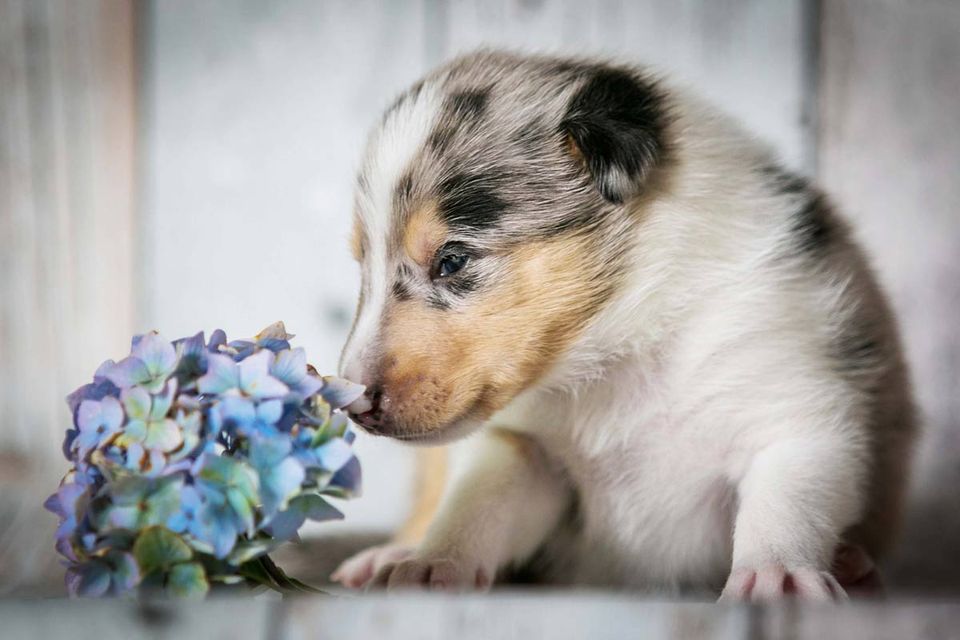 Welpen fotografieren blue merle Kurzhaarcollie-Welpe mit Hortensienblüten