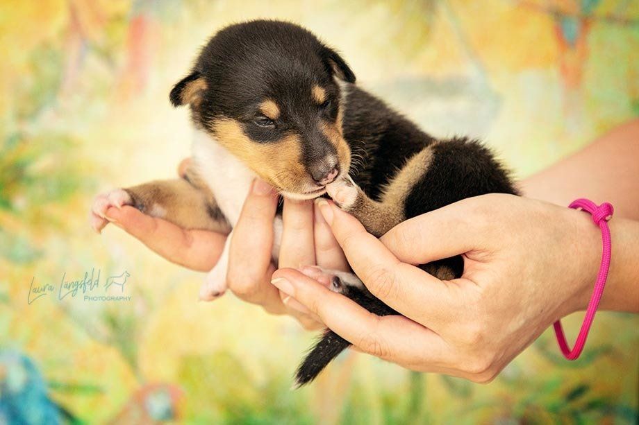 Welpen Fotoshooting Kurzhaarcollie tricolour in der Hand