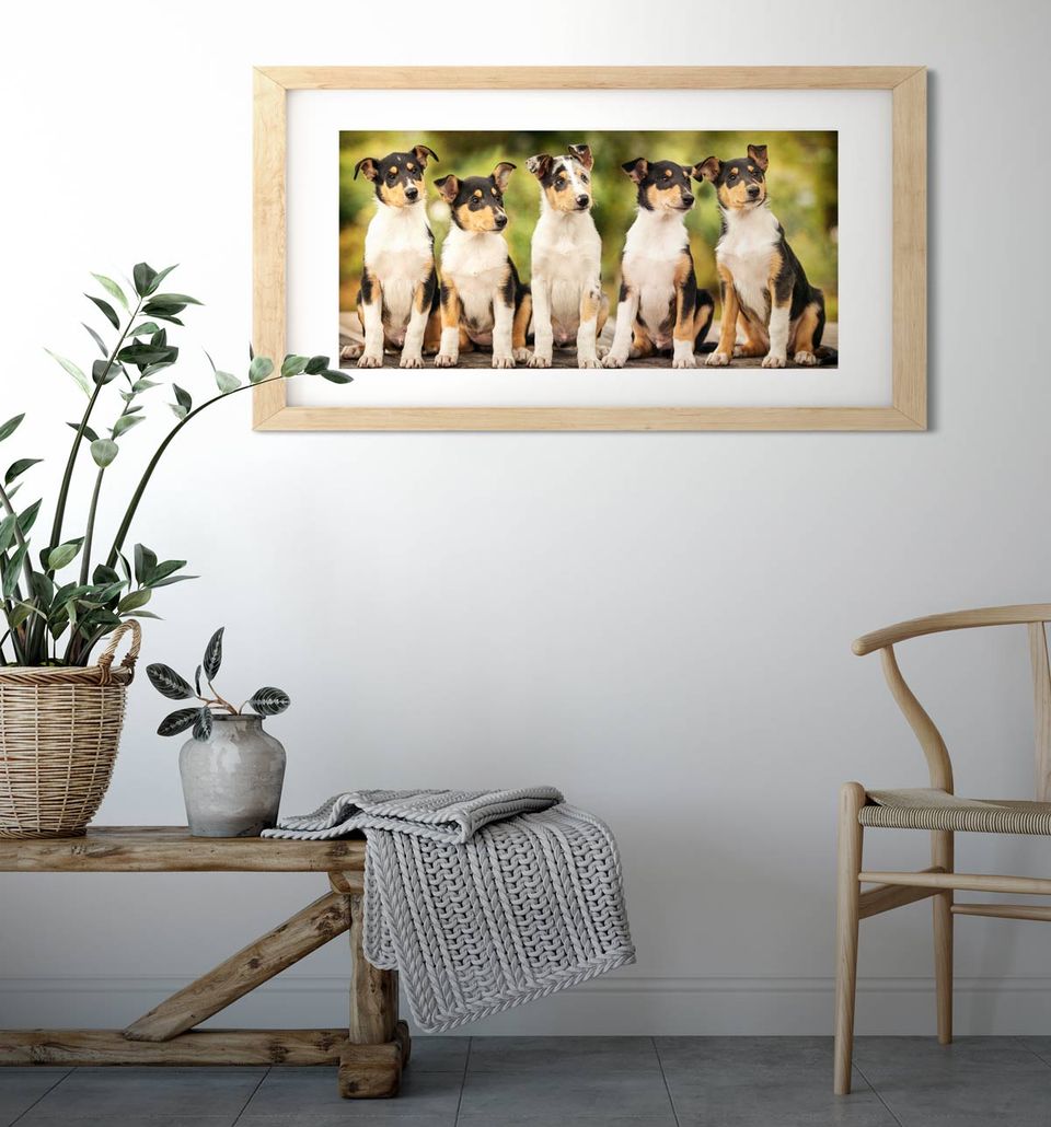 Welpenbilder Gruppenbild Fotomontage mit fünf Kurzhaarcollie-Welpen