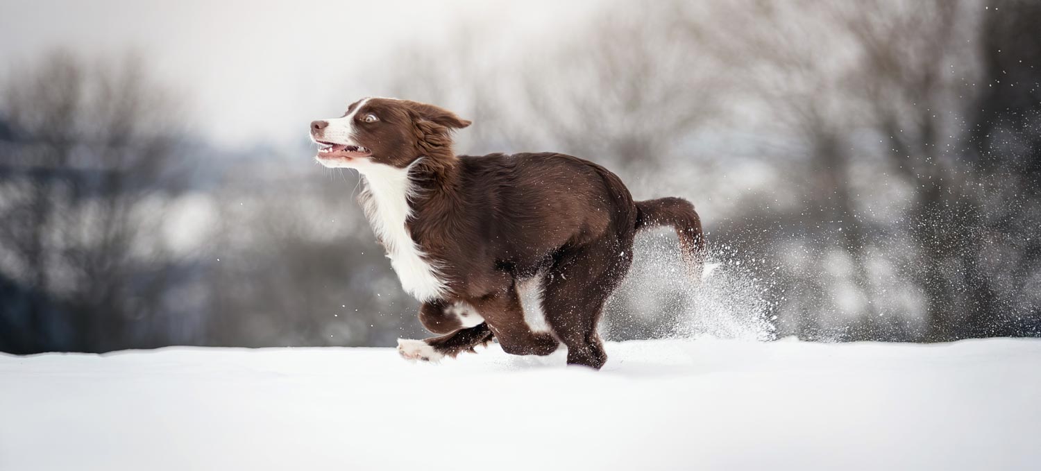 Wintershooting Australian Shepherd im Schnee